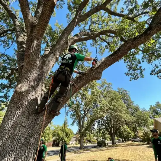 Certified arborist climbing a Raleigh oak tree with chainsaw