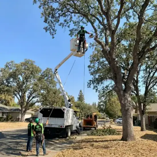 Bucket truck trimming a large oak tree in Raleigh
