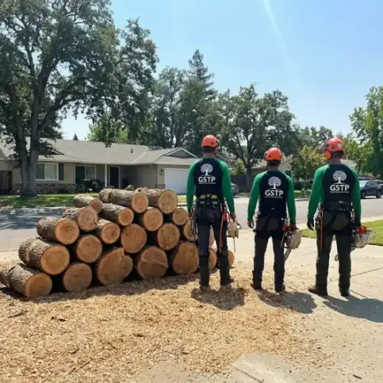 Freshly cut oak logs from a Raleigh tree removal
